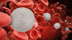 Kedilerde WBC düşüklüğü sebepleri 