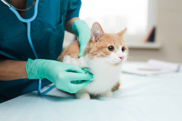 Geriatrik Kedi ve Köpeklerde Check-Up Uygulamalarının Önemi