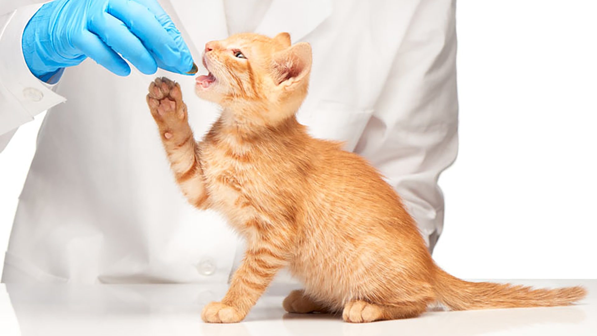 Koruyucu Hekimlik ve Aşılama