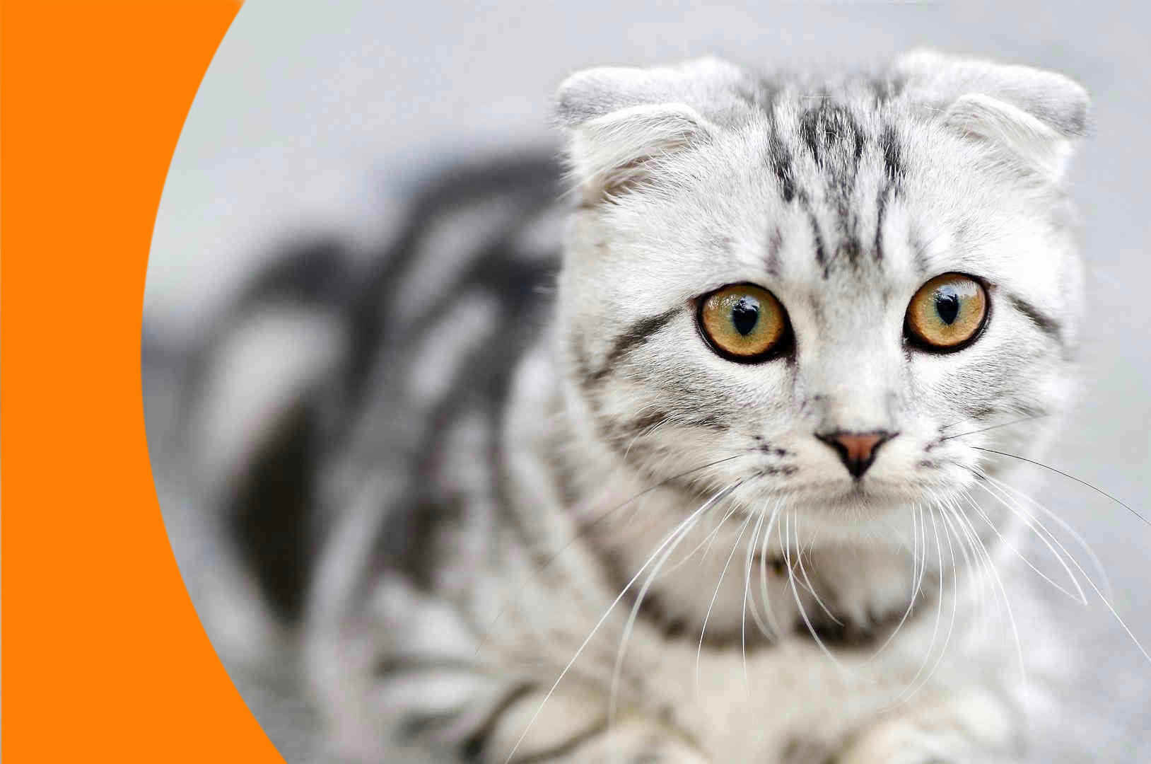 Citypet Bakırköy 7/24 Veteriner