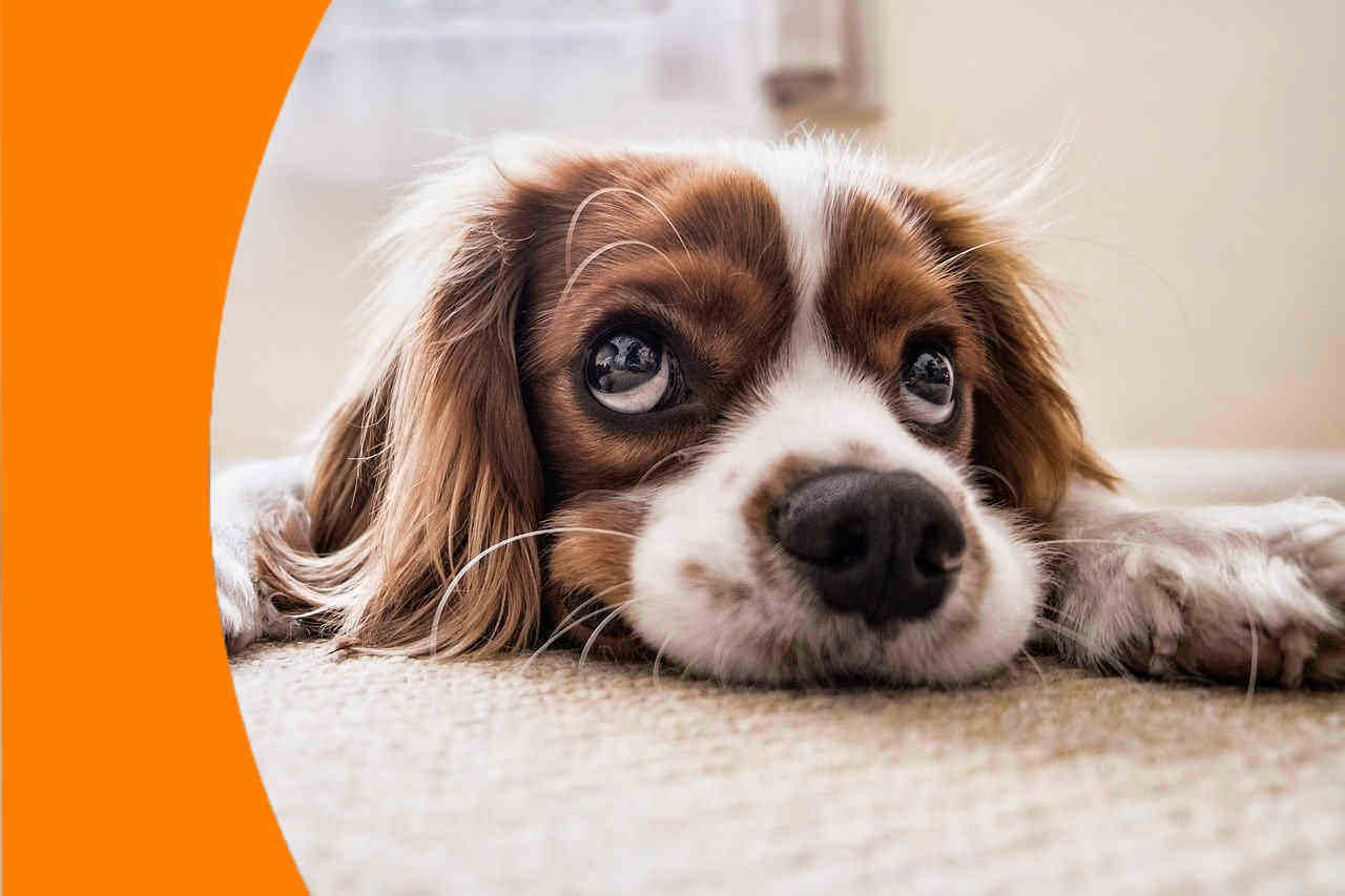 Citypet Bakırköy 7/24 Veteriner